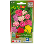 Semillas de Juanitas HORTAFLOR – flores mexicanas de colores vivos ideales para decorar jardines
